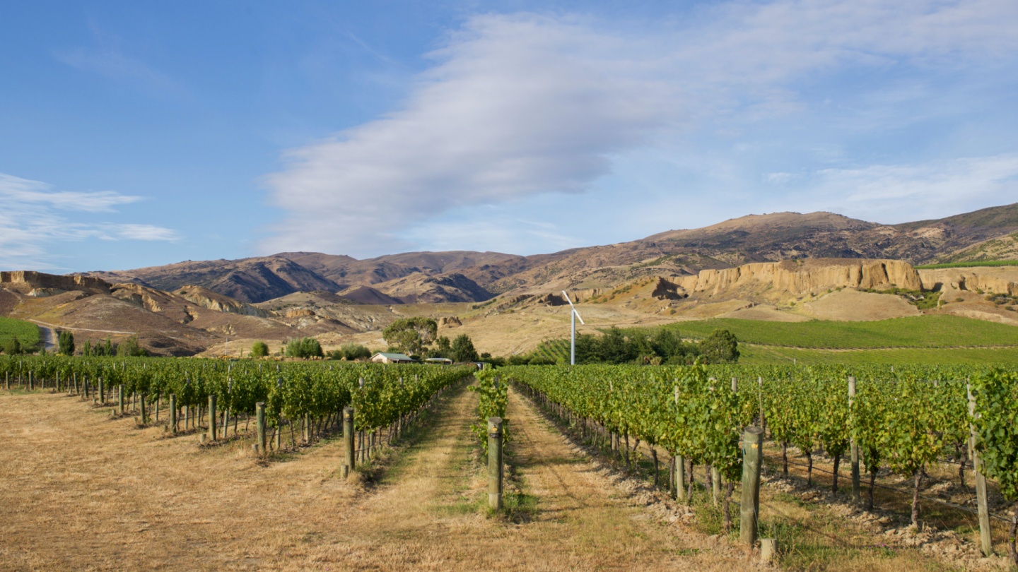 Calvert Vineyard Calvert Vineyard